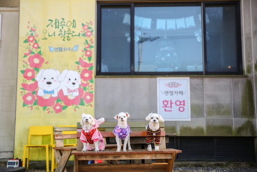 제주애견전문 엔젤하우스펜션 이미지 16