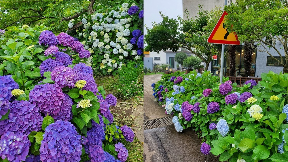 제주 메리제이펜션 이미지 41