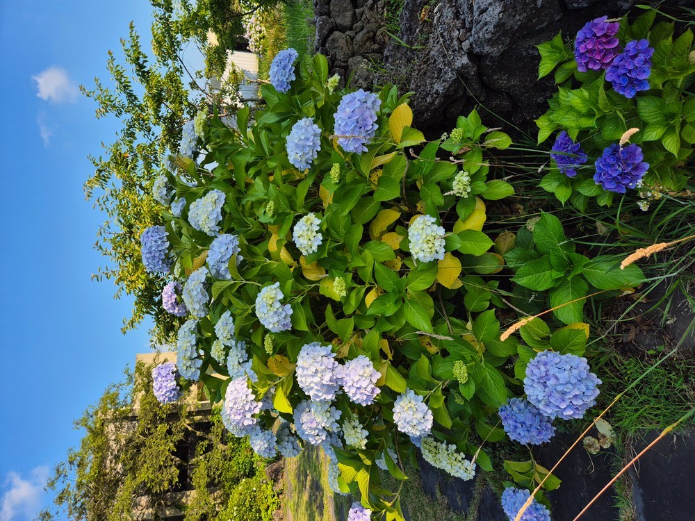 제주 산록2 펜션 이미지 4