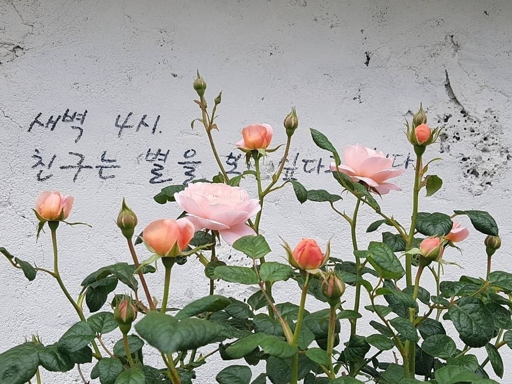 제주 별똥별채집소 이미지 26